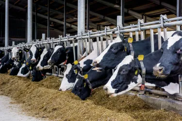 Productos veterinarios de genética para ganado en Guatemala